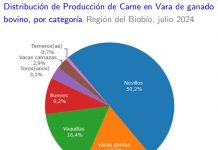 Producción de carne en vara de ganado bovino de la Región del Biobío aumentó 39,7% en julio