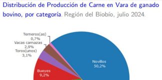 Producción de carne en vara de ganado bovino de la Región del Biobío aumentó 39,7% en julio