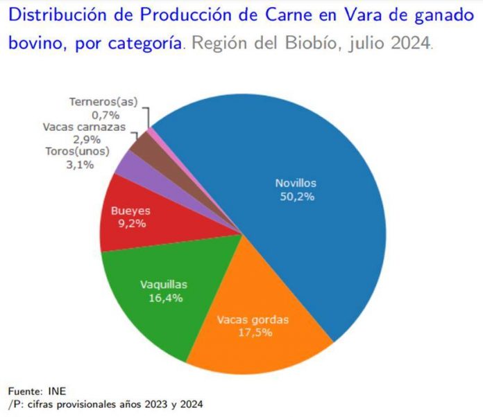 Producción de carne en vara de ganado bovino de la Región del Biobío aumentó 39,7% en julio