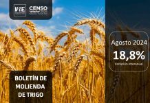 INE Biobío publica cifras de molienda de trigo correspondiente a agosto de 2024