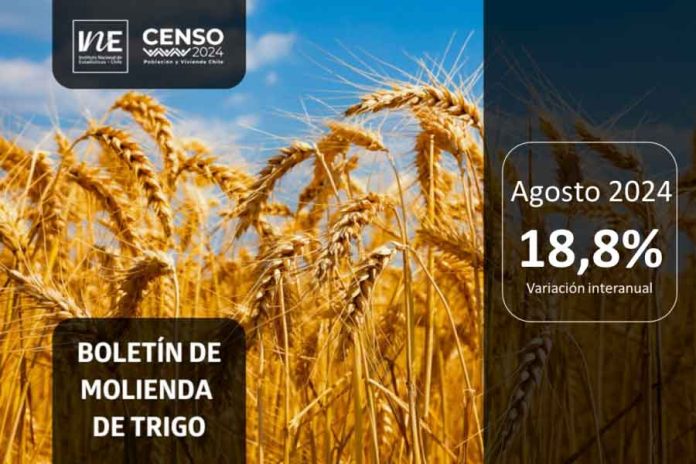 INE Biobío publica cifras de molienda de trigo correspondiente a agosto de 2024