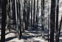 Innovación en la Gestión de Incendios: Proyecto enfocado en la Prevención y Recuperación Post-Incendios se adjudica concurso ANID