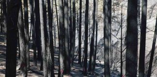 Innovación en la Gestión de Incendios: Proyecto enfocado en la Prevención y Recuperación Post-Incendios se adjudica concurso ANID