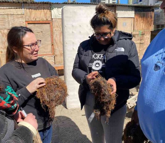 Lanzan en Coquimbo proyecto que busca aprovechar residuos de algas en la agricultura 