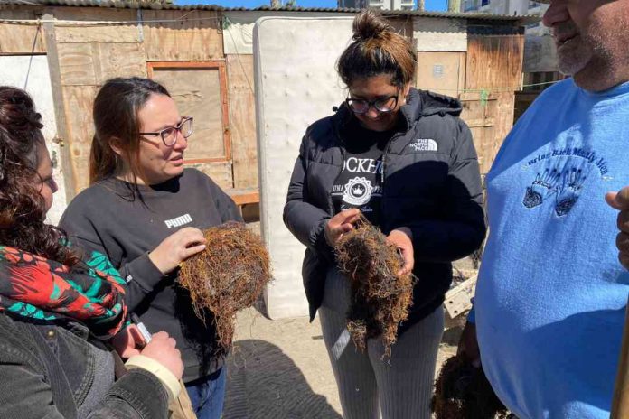 Lanzan en Coquimbo proyecto que busca aprovechar residuos de algas en la agricultura 