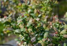 Ministro Valenzuela encabeza Blueberry Day organizado por Frutas de Chile y presentan perspectivas para la próxima temporada de arándanos