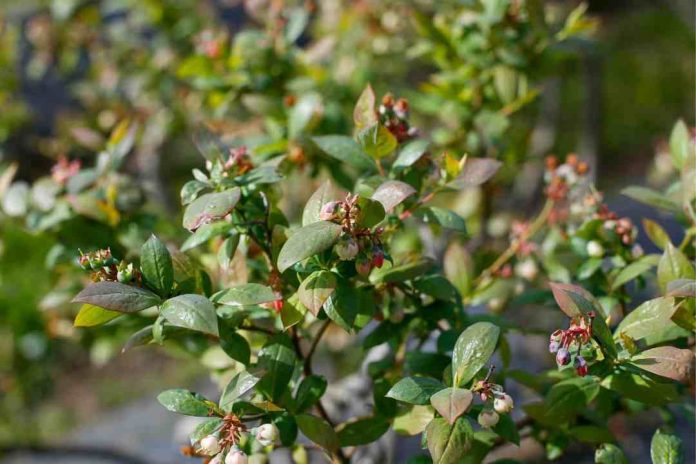 Ministro Valenzuela encabeza Blueberry Day organizado por Frutas de Chile y presentan perspectivas para la próxima temporada de arándanos