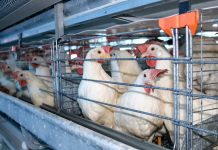 ONG advierte que urge poner freno a la ganadería industrial para detener gripe aviar