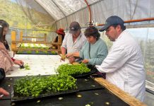 Perejil y cilantro: Agricultores incorporan nuevos cultivos hidropónicos en la Región de Coquimbo