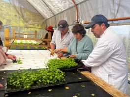 Perejil y cilantro: Agricultores incorporan nuevos cultivos hidropónicos en la Región de Coquimbo