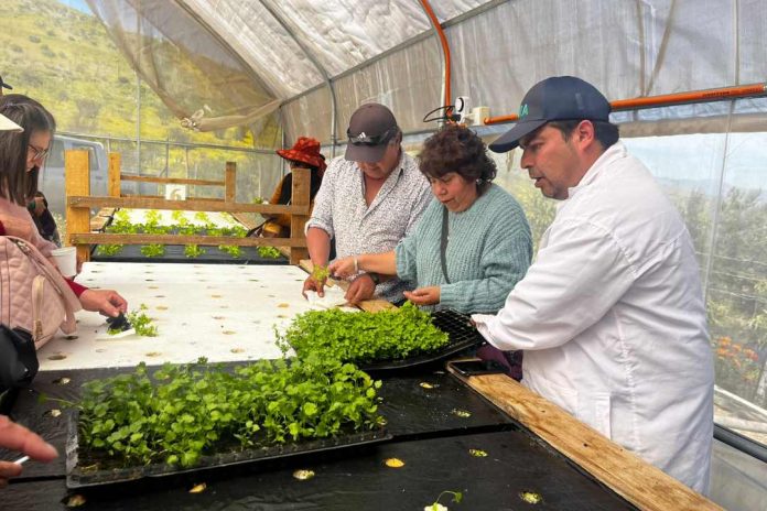 Perejil y cilantro: Agricultores incorporan nuevos cultivos hidropónicos en la Región de Coquimbo