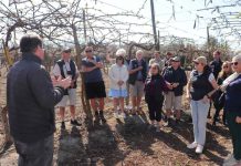 Productores neozelandeses de kiwis de Zespri visitan Chile y su industria del kiwi