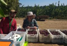 Proyecto del laboratorio de Calidad de Frutos de INIA Quilamapu busca optimizar el manejo de cosechas en cerezas de exportación de la región de Ñuble.