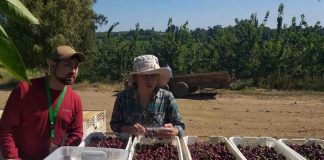 Proyecto del laboratorio de Calidad de Frutos de INIA Quilamapu busca optimizar el manejo de cosechas en cerezas de exportación de la región de Ñuble.