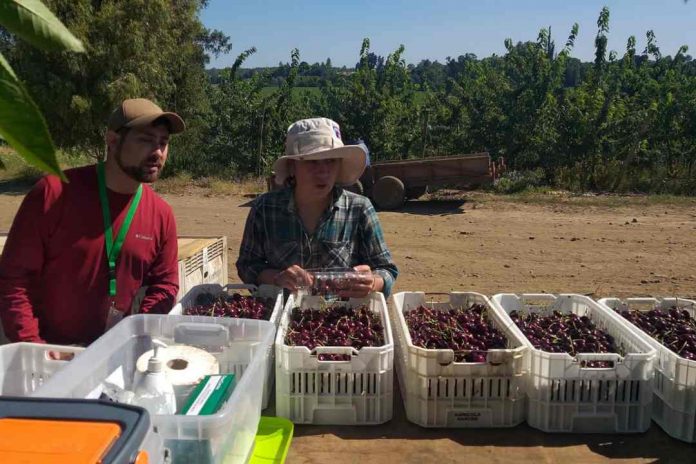 Proyecto del laboratorio de Calidad de Frutos de INIA Quilamapu busca optimizar el manejo de cosechas en cerezas de exportación de la región de Ñuble.