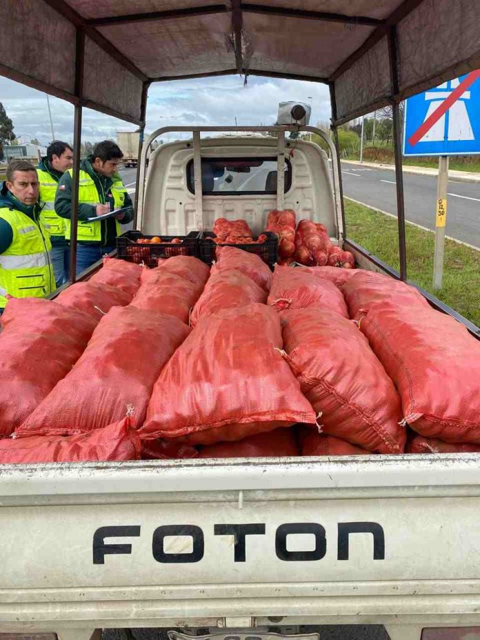 SAG retiene carga de camión con 700 kilos de papas, transportista no pudo acreditar origen del producto