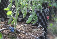 Sav(b)IA: sistema autónomo de riego para frutales, hortalizas y cultivos