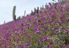 Valle del Elqui recibe la primavera llena de colores gracias a incremento de precipitaciones invernales 