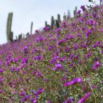 Valle del Elqui recibe la primavera llena de colores gracias a incremento de precipitaciones invernales 