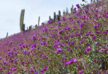 Valle del Elqui recibe la primavera llena de colores gracias a incremento de precipitaciones invernales 