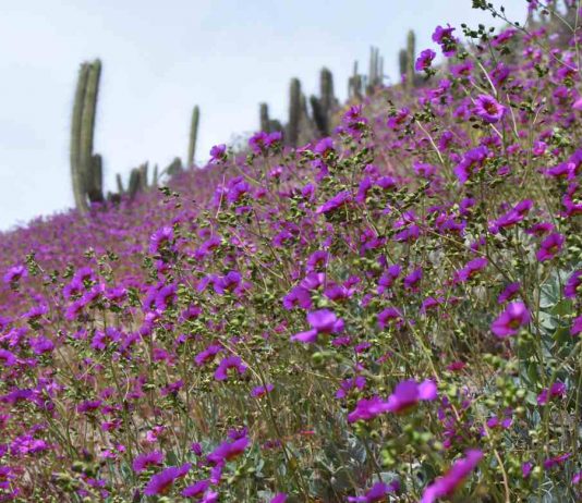 Valle del Elqui recibe la primavera llena de colores gracias a incremento de precipitaciones invernales 