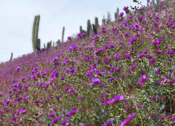 Valle del Elqui recibe la primavera llena de colores gracias a incremento de precipitaciones invernales 