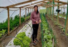 Agricultores del Prodesal Indap Laja mejoran su producción de hortalizas y berries con humus de lombriz Agricultores del Prodesal Indap Laja mejoran su producción de hortalizas y berries con humus de lombriz