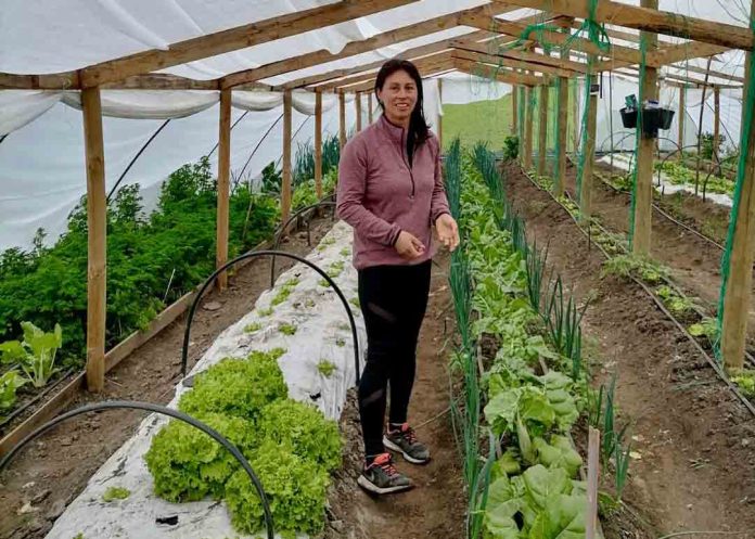 Agricultores del Prodesal Indap Laja mejoran su producción de hortalizas y berries con humus de lombriz