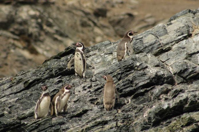 Chinchilla, pingüino de Humboldt y el gato andino Greenpeace alerta sobre las tres especies acechadas por la minería en el Día Nacional del Medioambiente