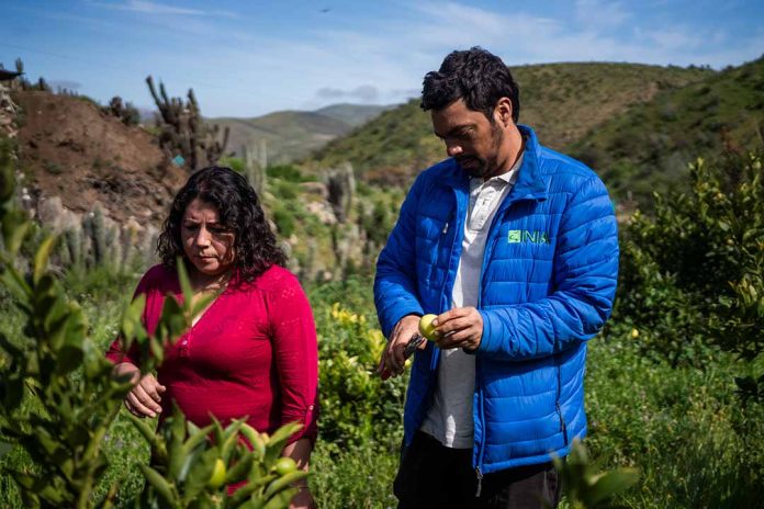 Citricultores de Punitaqui mejoran su competitividad adoptando tecnologías de riego y mejorando manejos agronómicos