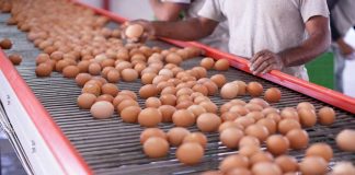 Consumo de huevos se recupera y chilenos comen en promedio 4,4 unidades a la semana