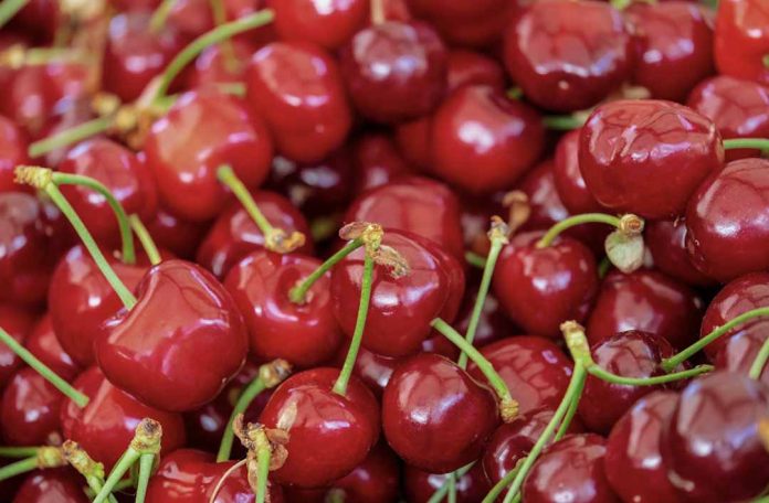 Desafíos y expectativas de la temporada de cerezas en Fruittrade 2024