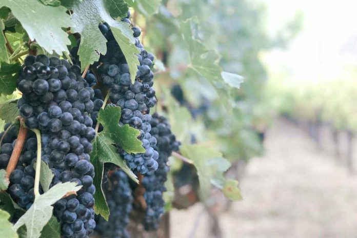 Desarrollan trabajo concreto para poner en valor el vino de la Región del Biobío