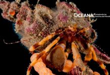 El aumento de la demanda global de salmón de cultivo amenaza la seguridad alimentaria de las comunidades costeras más vulnerables