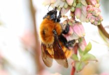 Estudio destaca el rol clave de los polinizadores en la sostenibilidad agrícola