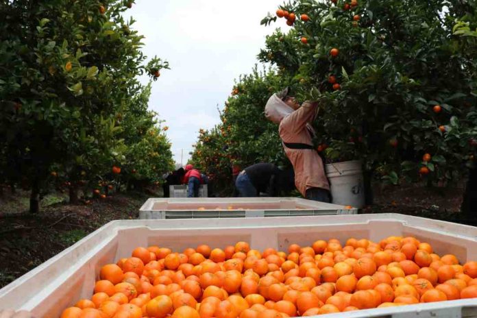 Estudio determinará los cultivos de frutas más rentables considerando la escasa agua disponible en la región