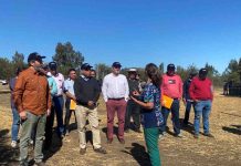 Estudio refleja el impacto del PTI AgroTerritorio de Corfo en el desarrollo agropecuario del Secano Costero de O´Higgins