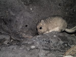 _GPCH Chinchilla Cola Corta © Bernardo Segura Greenpeace