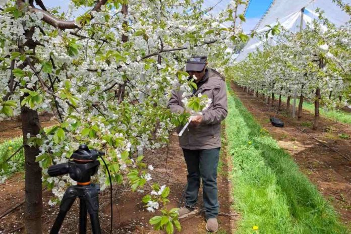 Investigadores de Agronomía UdeC inician en Osorno estudios para optimizar las cerezas producidas bajo techo