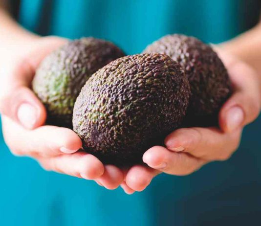 La palta en el mundo: desafíos y oportunidades que enfrenta la industria