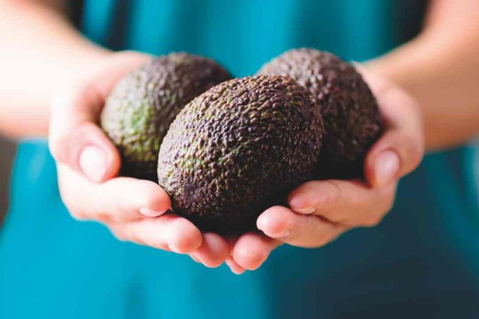 La palta en el mundo: desafíos y oportunidades que enfrenta la industria