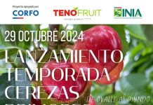 Lanzamiento Temporada Cerezas Primores 2024:  "De Ovalle al Mundo"