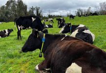 Nueva tecnología de vanguardia ayuda al bienestar y producción del ganado lechero