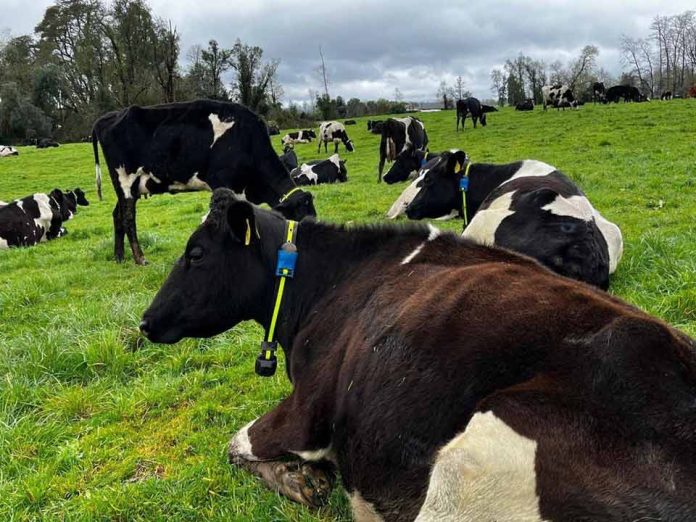 Nueva tecnología de vanguardia ayuda al bienestar y producción del ganado lechero