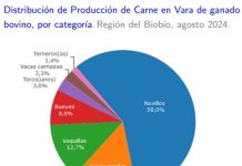 Producción de carne en vara de ganado bovino de la Región del Biobío presentó un incremento interanual de 31,1%