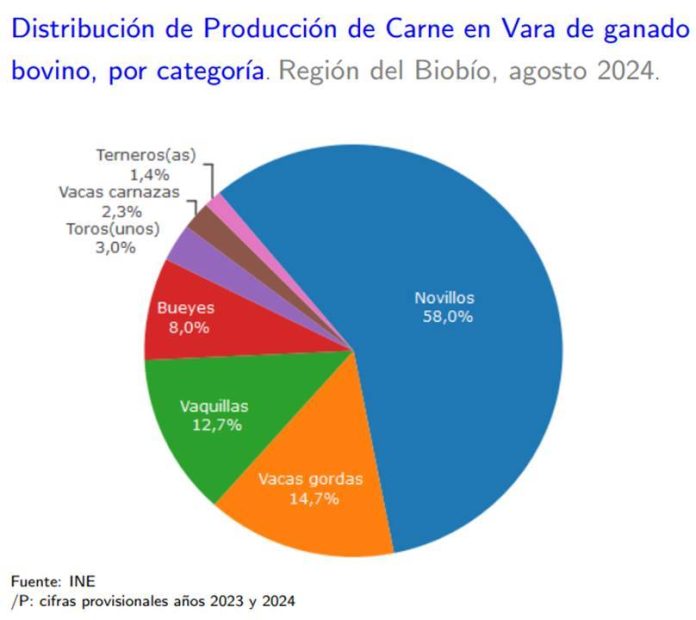 Producción de carne en vara de ganado bovino de la Región del Biobío presentó un incremento interanual de 31,1%