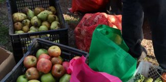 Programa de Fundación Basura y BASF Recuperan 6 toneladas de alimentos para comedores solidarios y reciclaje de Quinta Normal y Quintero