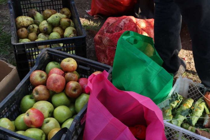 Programa de Fundación Basura y BASF Recuperan 6 toneladas de alimentos para comedores solidarios y reciclaje de Quinta Normal y Quintero