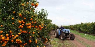 ¿Sabías que la uva ya no es el principal cultivo en la región de Coquimbo?