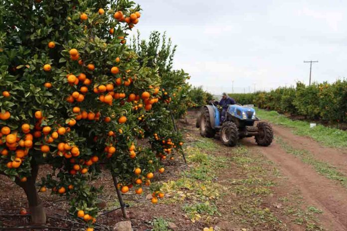 ¿Sabías que la uva ya no es el principal cultivo en la región de Coquimbo?